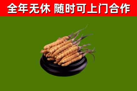 永福县烟酒回收冬虫夏草.jpg